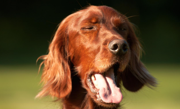 Dog Sneezing: Is It Natural?