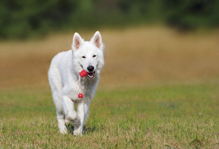 Easy D.I.Y Dog Training Secrets